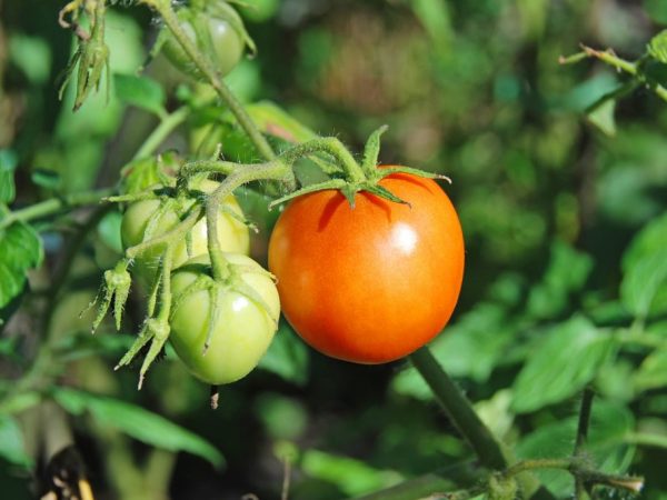 За помидорами обязателен уход