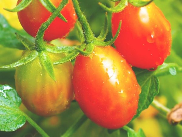 Сортовая характеристика томатов Бенито