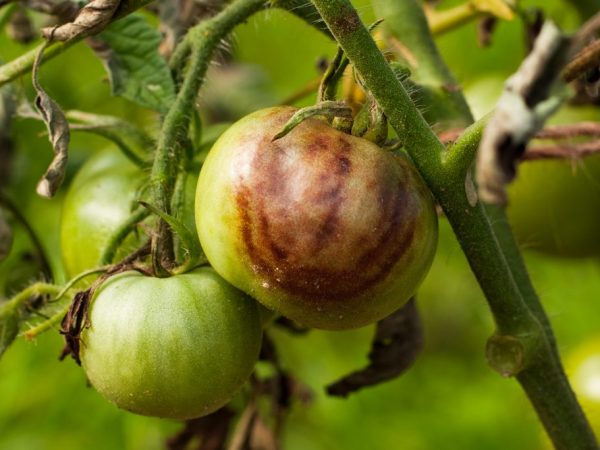 Методы лечения столбура томатов