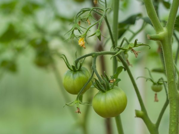 Применение препарата Атлет для томатов