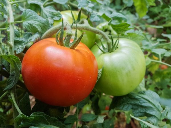 Выращивание томата Красная гвардия
