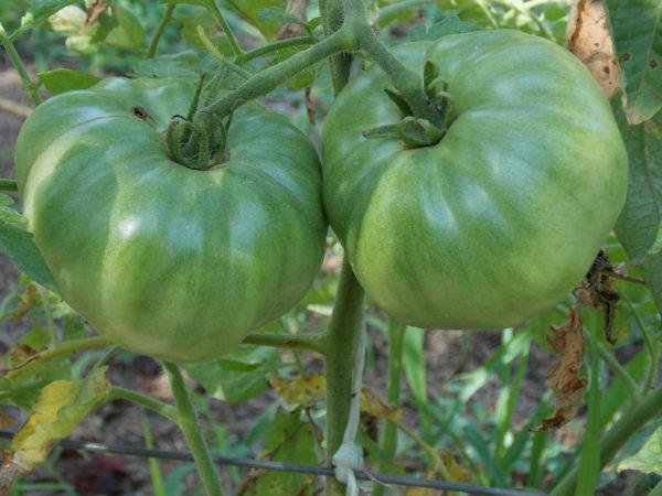 Правила выращивания томата Хлебосольный