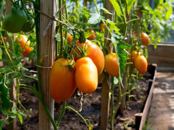 Сортовые особенности томата Диаболик