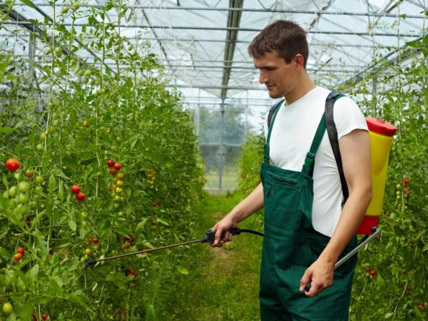 Производят не более трех обработок за сезон