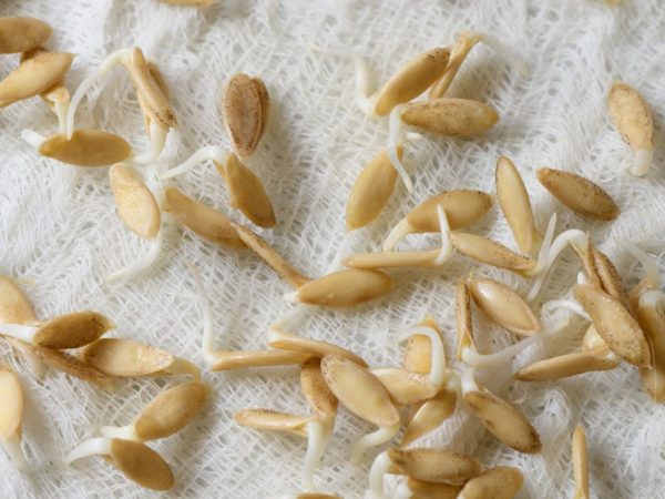Как правильно замочить семена огурцов перед посадкой в открытый грунт?