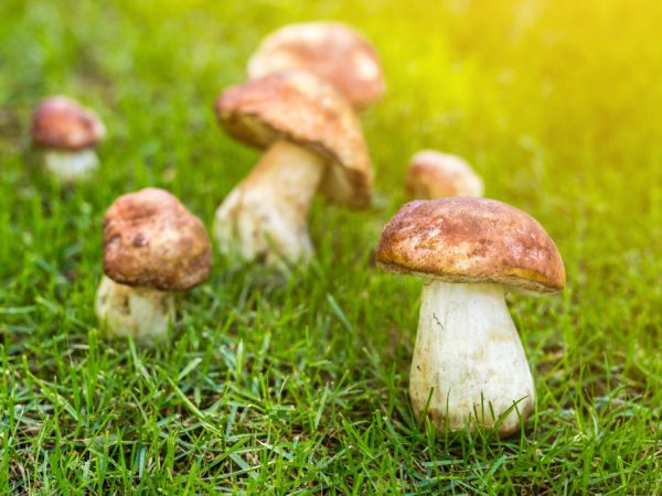 Изображение - Выращивание грибов в домашних условиях для новичков kak-vyrastit-belye-v-domashnih-usloviyah-600x450