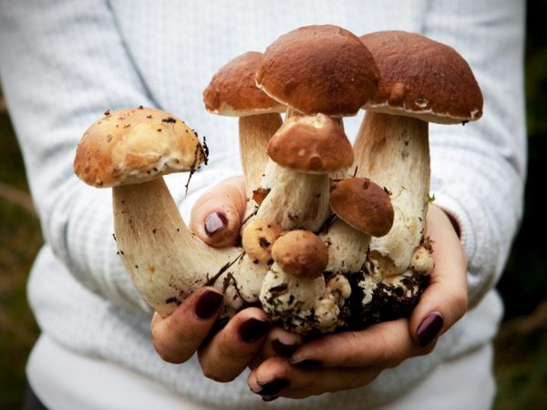 Способы выращивания белых грибов в домашних условиях
