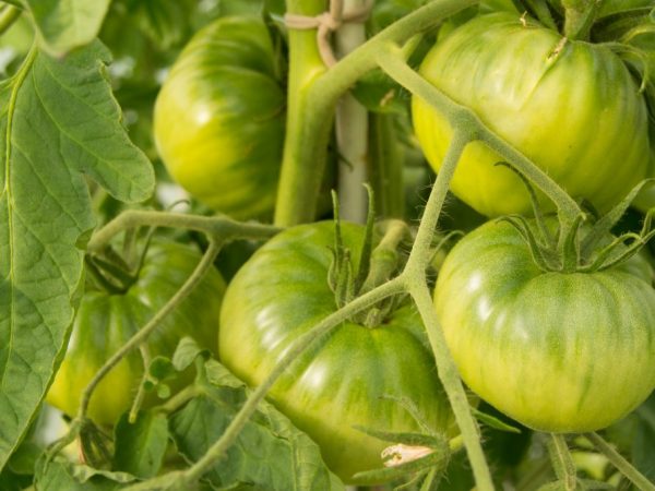 Выращивание томата Вечный зов