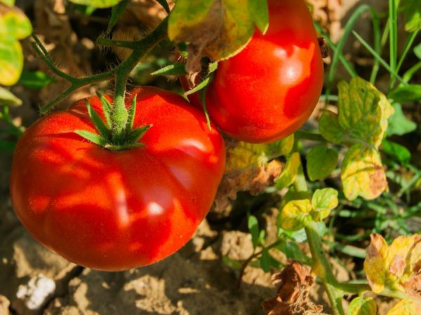 Выращивание томата Марманде