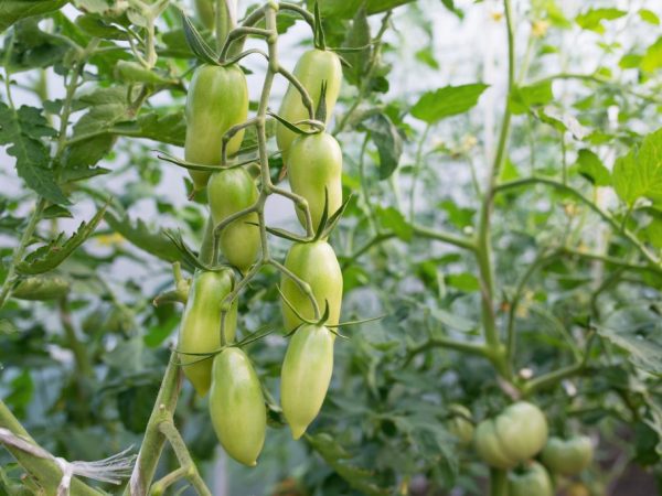 Выращивание перцевидных томатов