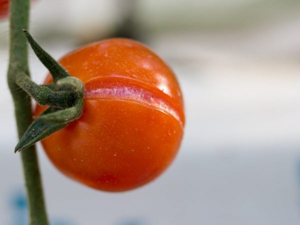 Почему при созревании помидоры трескаются