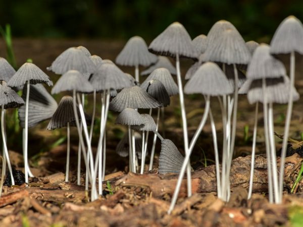 Характеристика грибов-сапрофитов