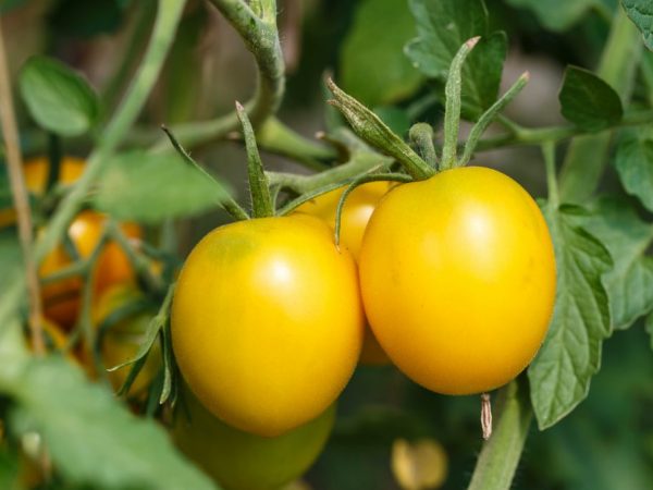 Обзор лучших сортов томатов 2019 года