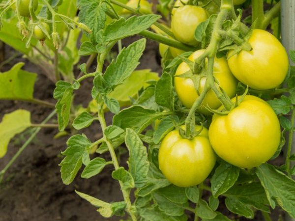 Здравень для томатов: отзывы, инструкция