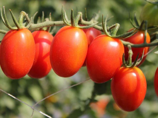Какой витамин содержит помидор thumbnail
