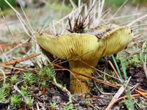 Характеристика гриба зеленушки