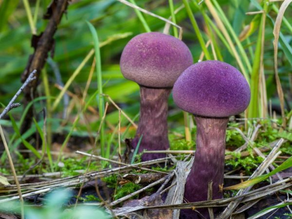 Некоторые виды грибов запрещено собирать