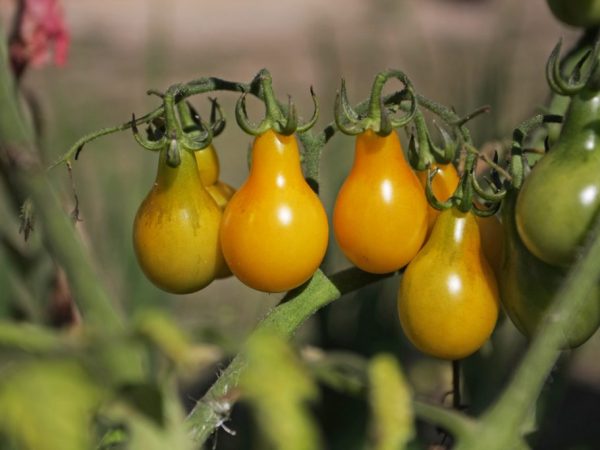Стелющиеся помидоры для открытого грунта сорта с фото