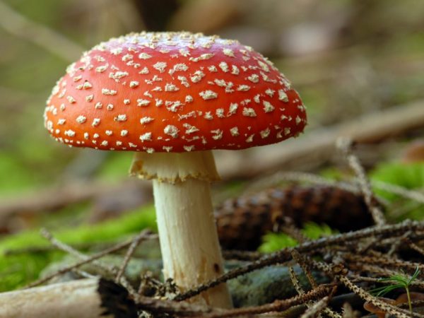 Ядовитые грибы нельзя употреблять в пищу