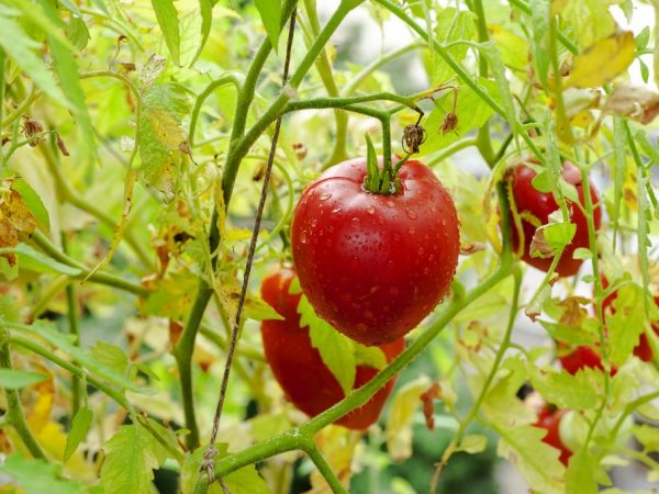 Выращивание томата Орлиный клюв