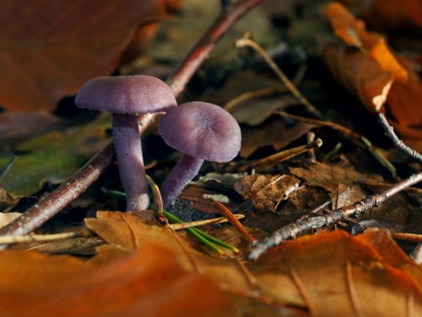 В лесах Удмуртии можно найти редкие грибы