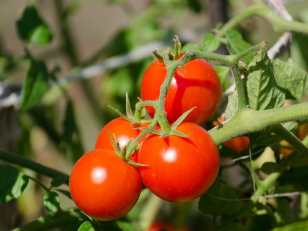 На севере страны томаты лучше выращивать в теплицах