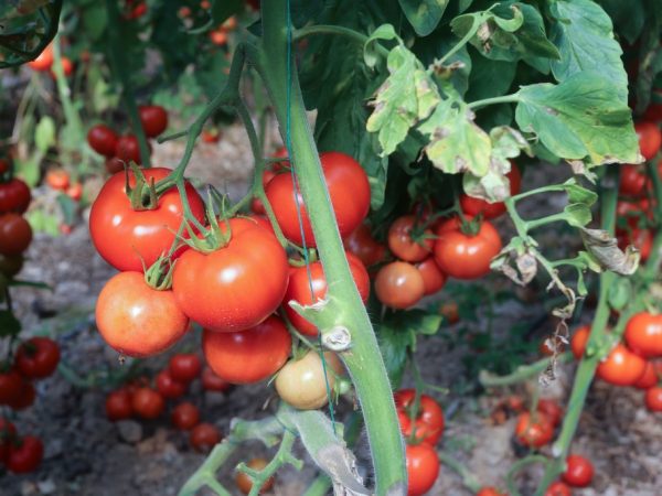 Дары поволжья помидоры описание сорта фото