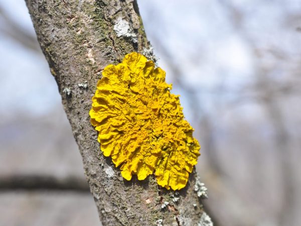 Проявление симбиоза грибов с растениями и деревьями