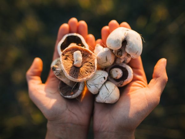 Какие грибы растут в Красноярском крае