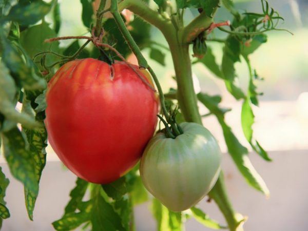 Сорт томата красный факел фото и описание