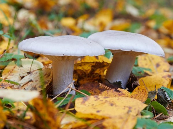 Употребление большого количества грибов приведет к тяжести в желудке