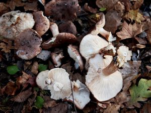 Рядовка тополевая: где искать грибы и как их употреблять