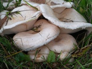 Белянка: описание, правила сбора и применения гриба