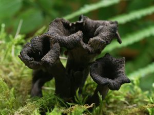 Черная лисичка - малоизвестный и загадочный гриб