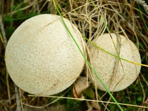 Дождевик — описание гриба и его разновидностей