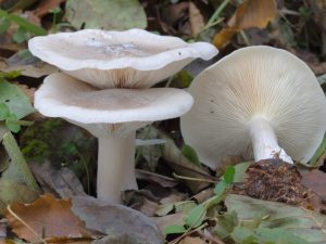 Говорушки — популярные разновидности грибов