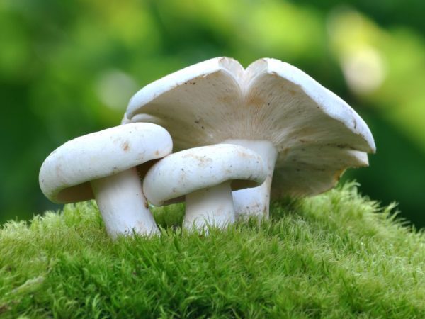 Ядовитые грибы опасны для человека