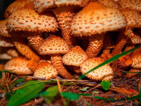 Ложные грибы могут вызвать отравление