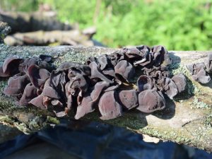 Древесный гриб муэр — деликатес азиатской кухни