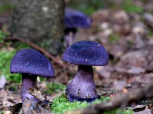Паутинник фиолетовый: удивительный съедобный гриб