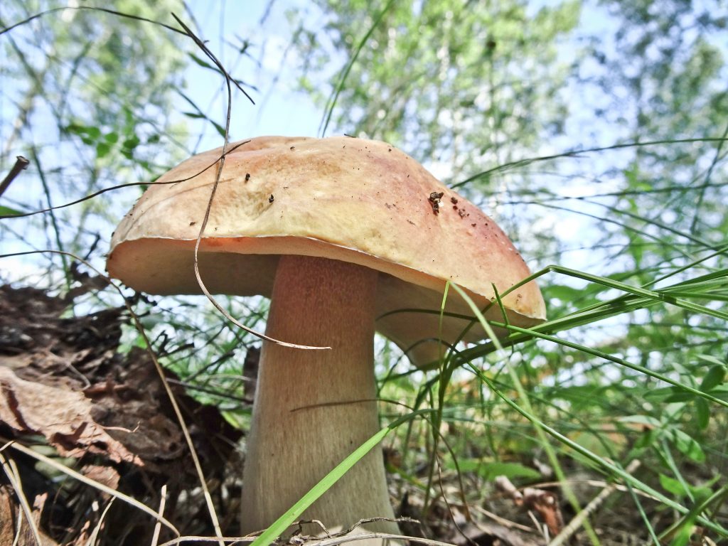 Грибы обабки фото и описание