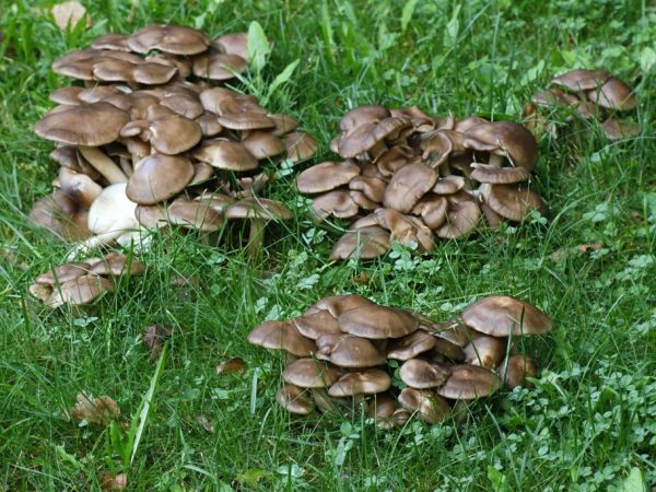 При болезнях ЖКТ грибы есть нельзя