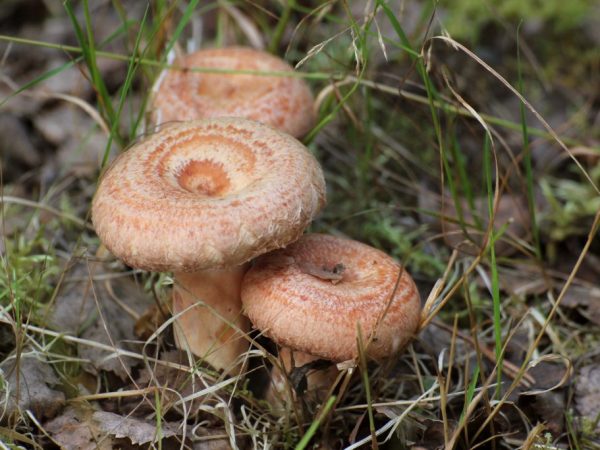 Рыжики - королевские грибы с хвойным привкусом