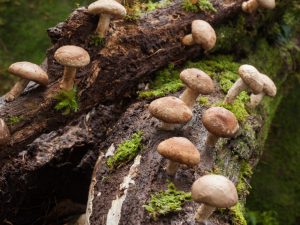 Шиитаке: уникальные и ценные грибы