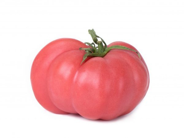 Выращивание томата Вождь краснокожих