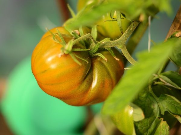 При хорошем уходе томаты болеют редко
