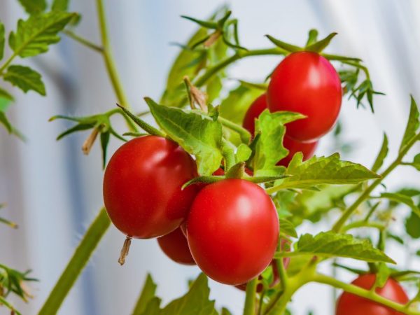 Обработка для завязей томатов: советы садоводов