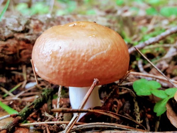 Сроки появления грибов после дождя