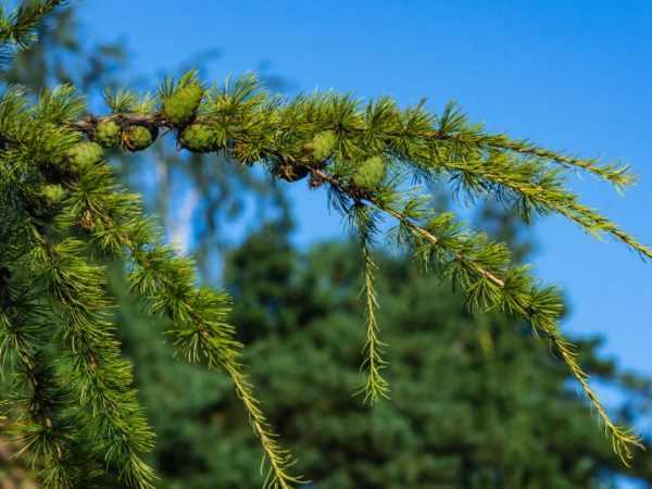 Сибирская лиственница — ботаническое описание дерева