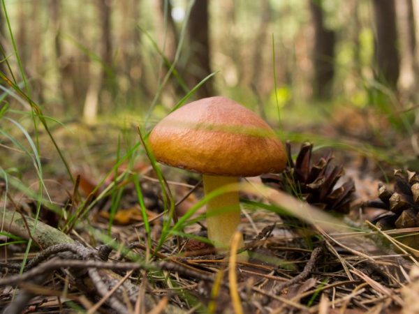 Съедобные грибы в Подольске — места сбора